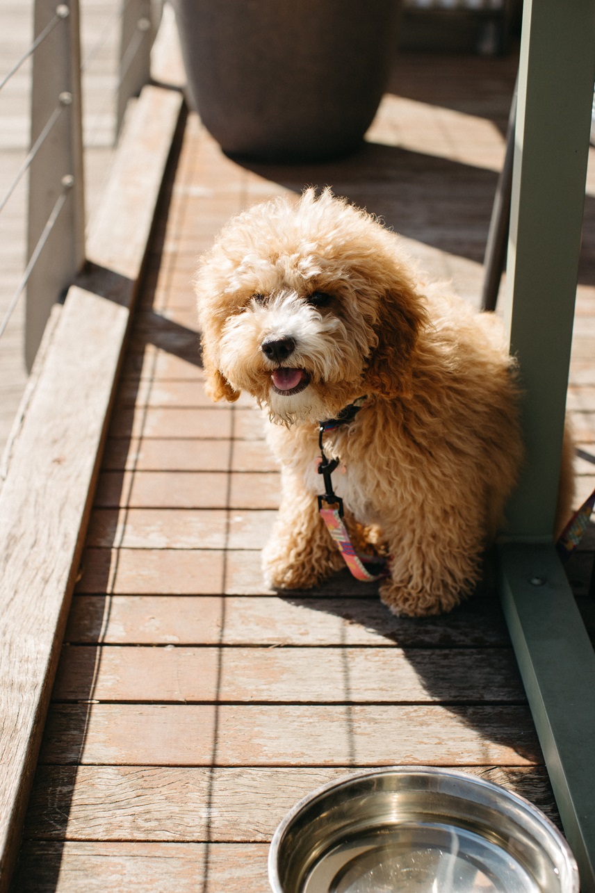 The Boardwalk Spring Menu